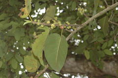 Ficus dalhousiae